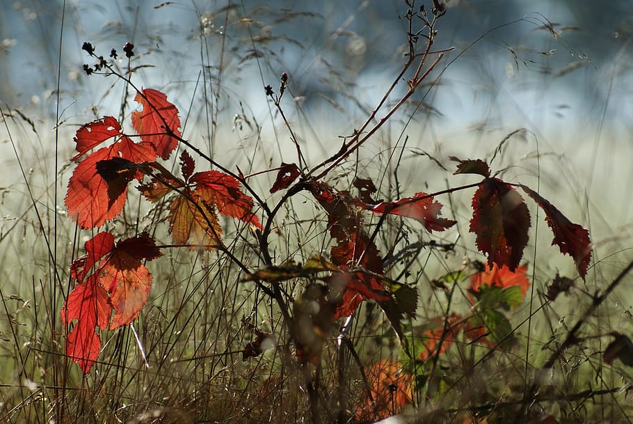 red leaf plant close up photo, autumn, tree, smaller tree, nature HD wallpaper