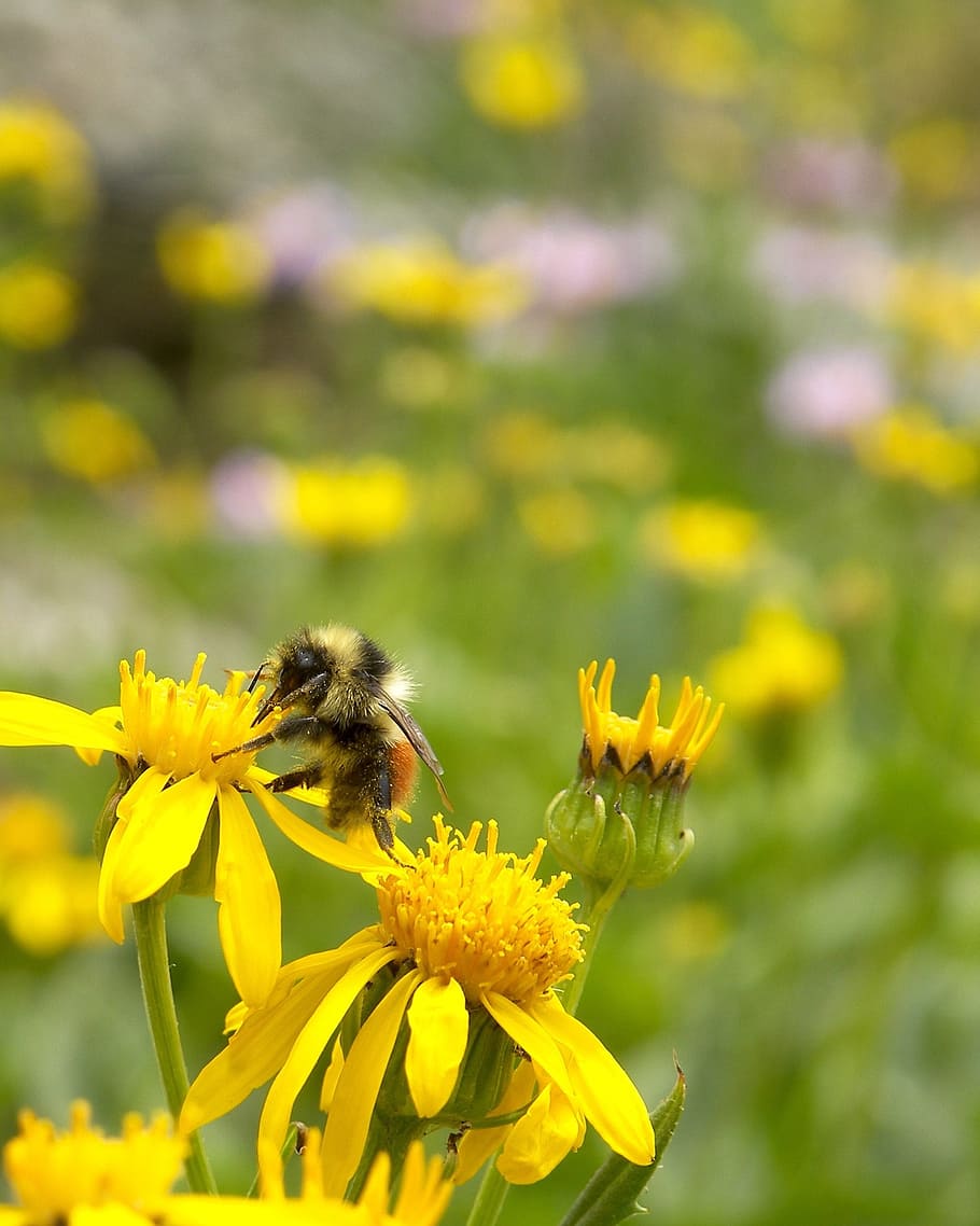 bee, insect, spring, summer, flower, yellow, flowering plant HD wallpaper
