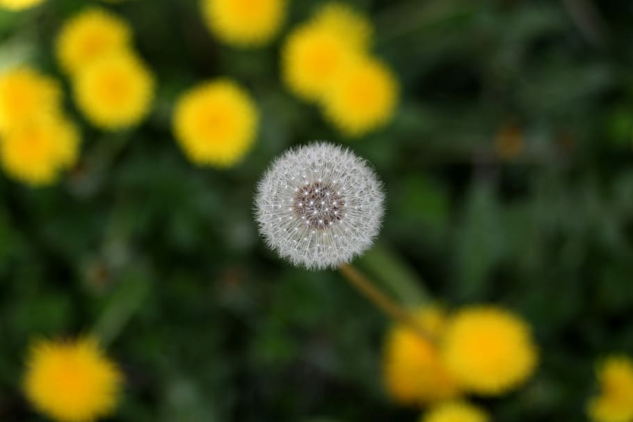 dandelion, down, yellow, flower, plant, spring, nature, freshness HD wallpaper