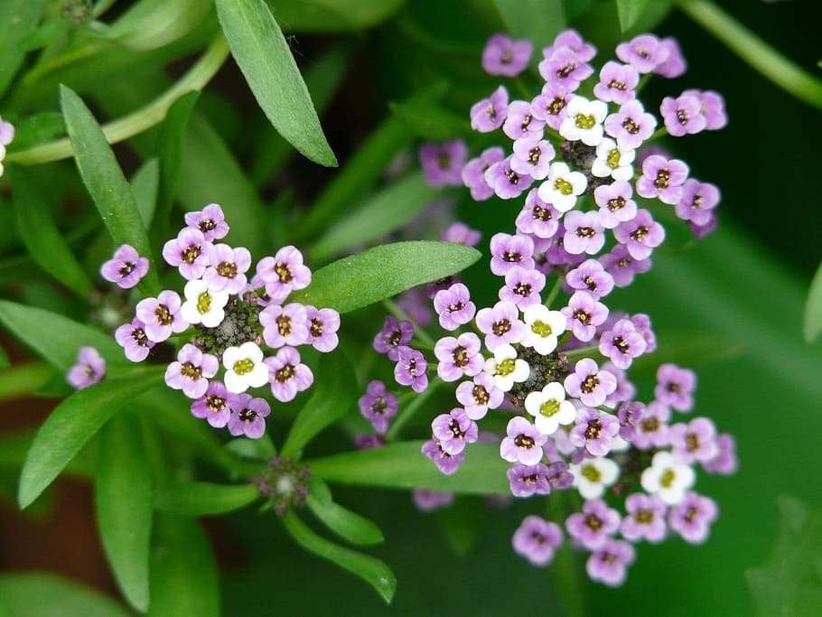 doldiger cress, arabis caucasica, flowers, plant, violet, white, HD wallpaper