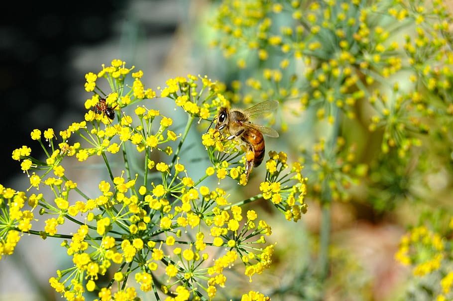 tiny flower, bee, ant, yellow, pollen, pollinating, small, insect HD wallpaper