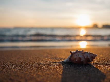 brown conch shell on the gray sand, beach, seaside, sea shell HD wallpaper