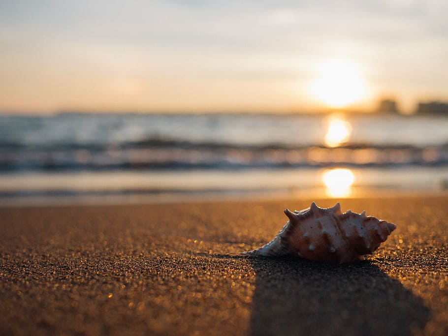 brown conch shell on the gray sand, beach, seaside, sea shell HD wallpaper