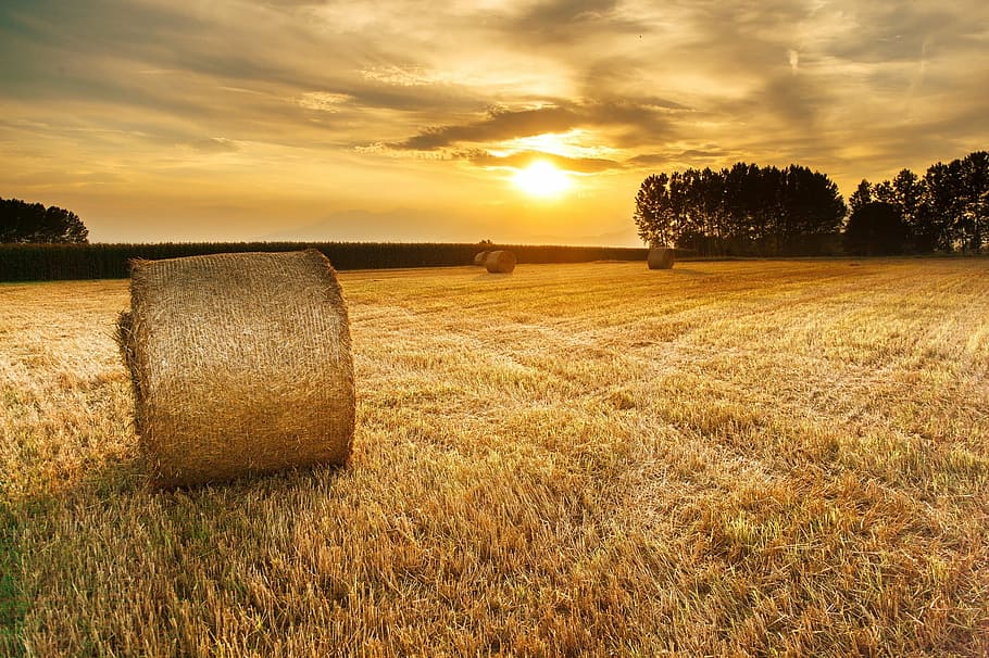 roll of hay on grass field during golden hour, agriculture, sunset