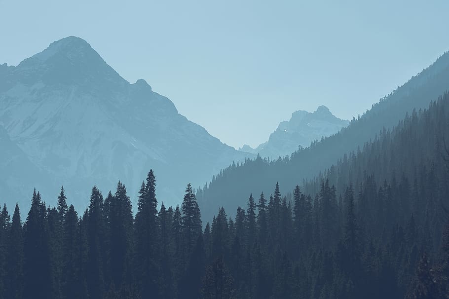 green trees, green trees under the foot of the mountains, forest HD wallpaper