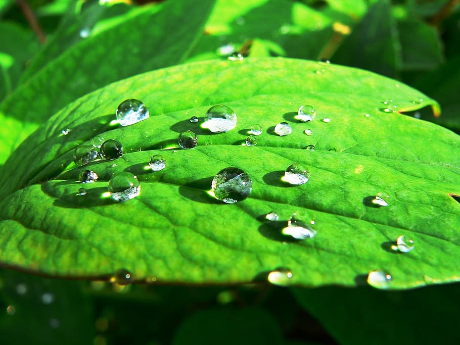 dew, foliage, nature, drop, leaf, green Color, raindrop, wet HD wallpaper