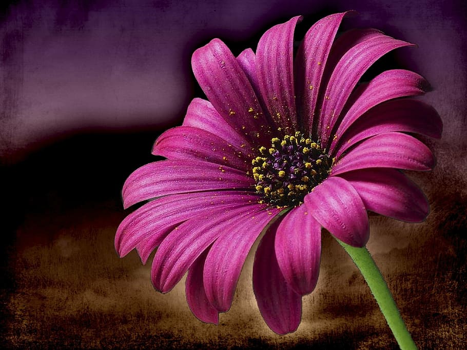 selective focus photography of purple petaled flower, pink HD wallpaper