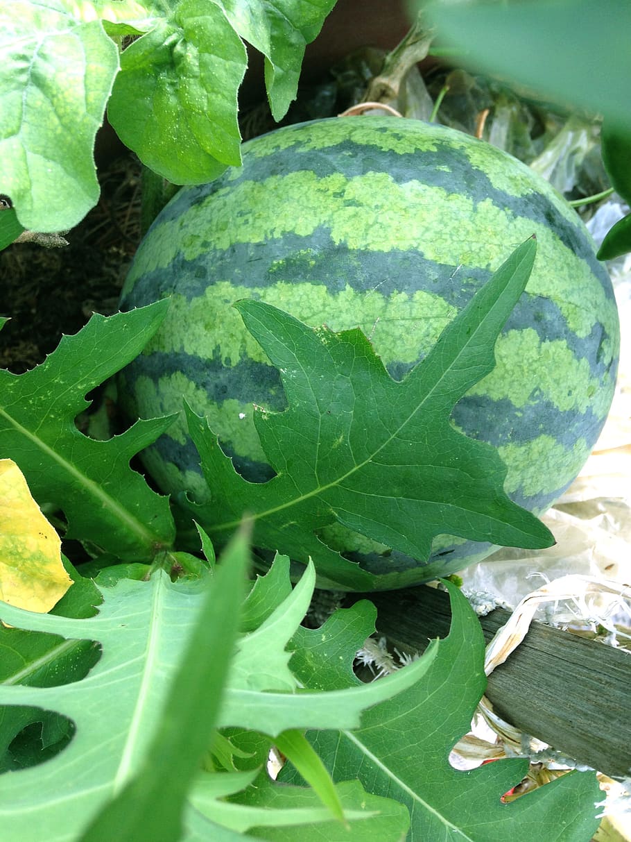 watermelon, fruit, summer days, green color, plant part, leaf HD wallpaper