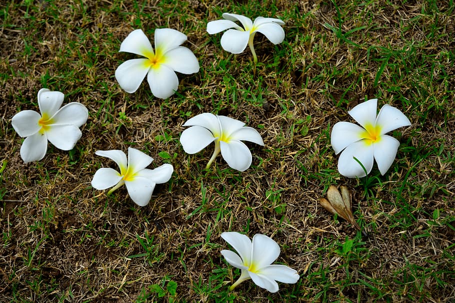 white flowers, the plumeria flower style, nature, orchid, pretty, HD wallpaper