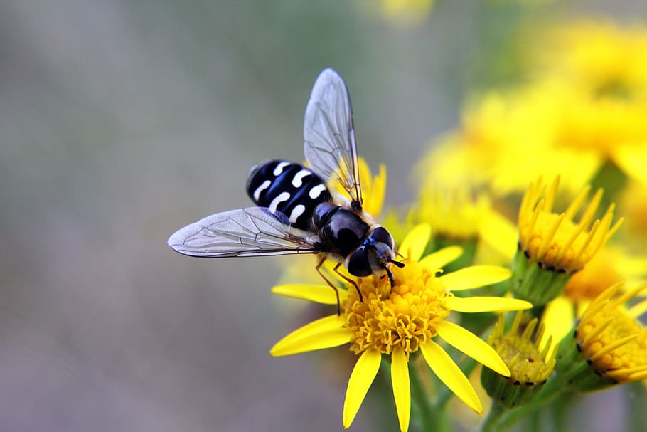 Hoverfly, Insects, Bugs, Flower, Yellow, wings, nature, garden HD wallpaper