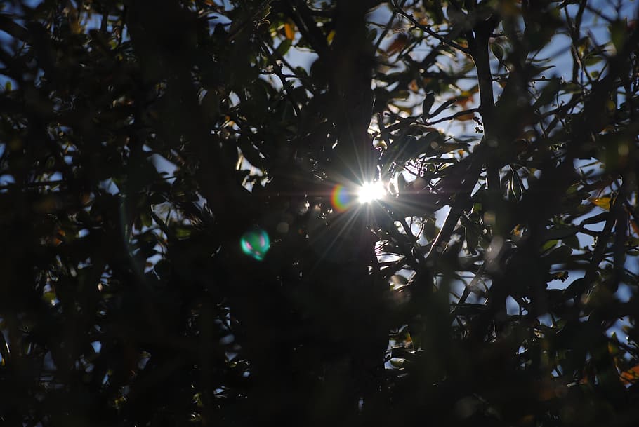 sun, tree, nature, landscape, sunlight, sky, season, forest HD wallpaper