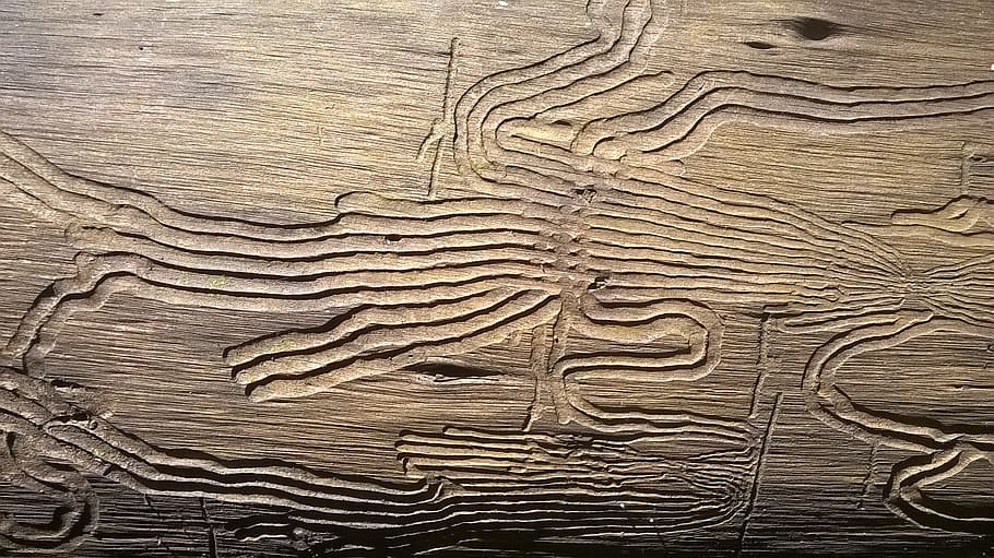 wood, trunk, old tree, texture, wood - material, wood grain HD wallpaper