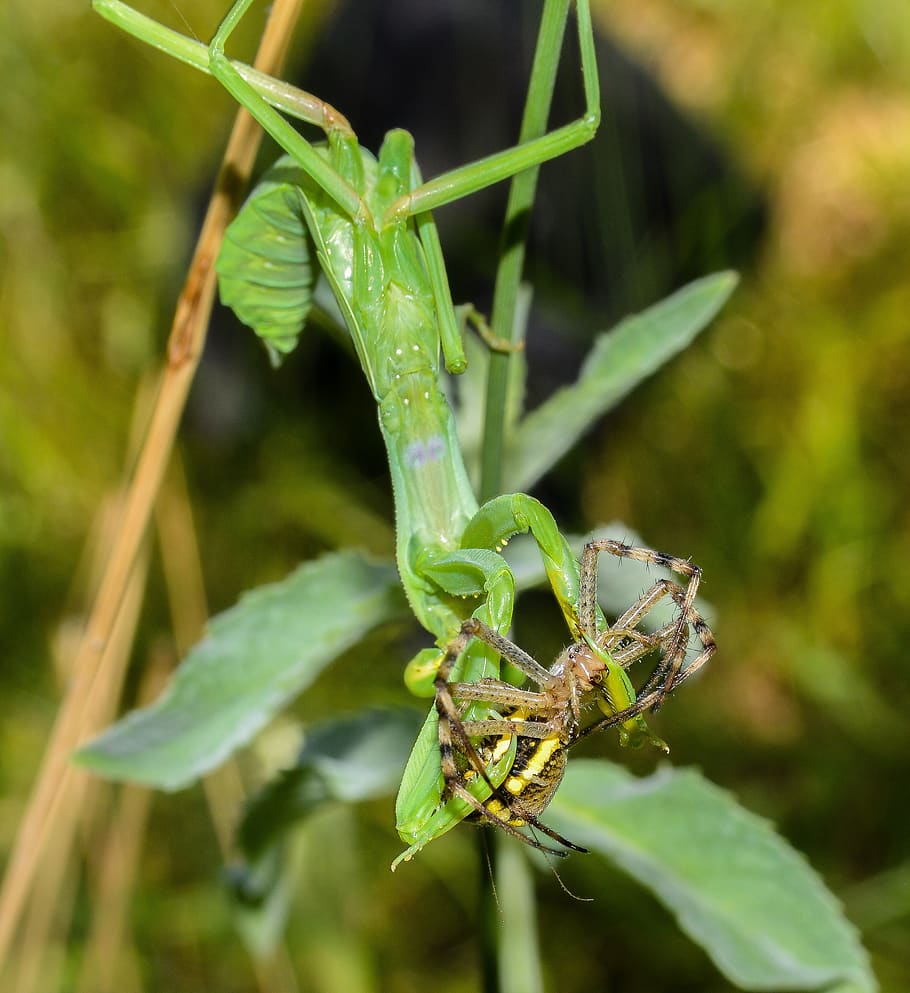 surprise, victim, spider, praying mantis, production, macro HD wallpaper