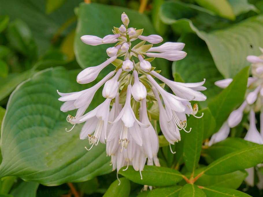 flower, blossom, bloom, white, close, flowering plant, growth HD wallpaper