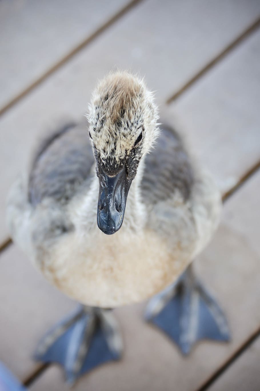 bird, easter, spring, animals in the wild, animal wildlife HD wallpaper