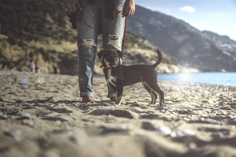 black and tan dog on seashore, close-up photography of black puppy standing front of man wears blue distressed denim jeans, HD wallpaper