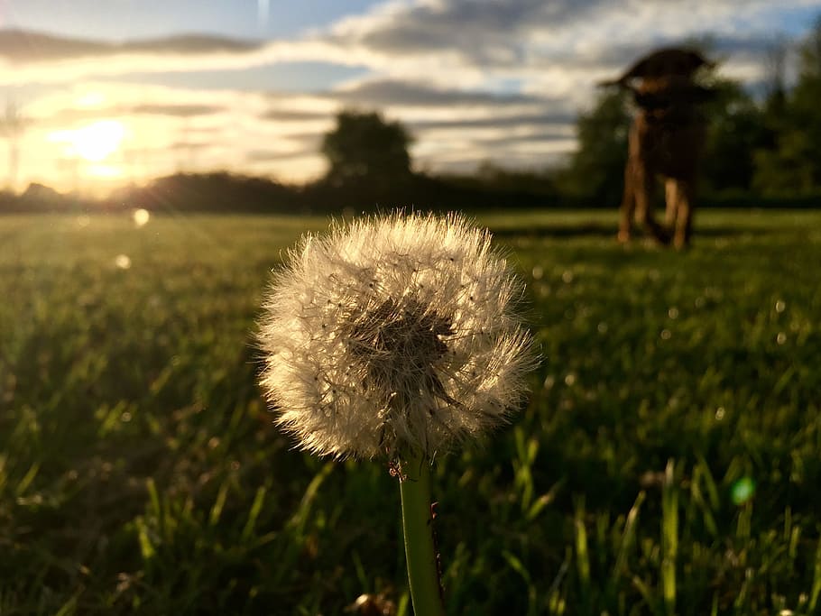 summer, dandelion, nature, spring, flower, meadow, happy, plant HD wallpaper