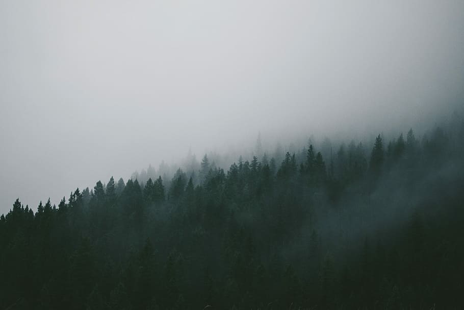 green tress covered with fog, black, gray, hills, mountains, pines