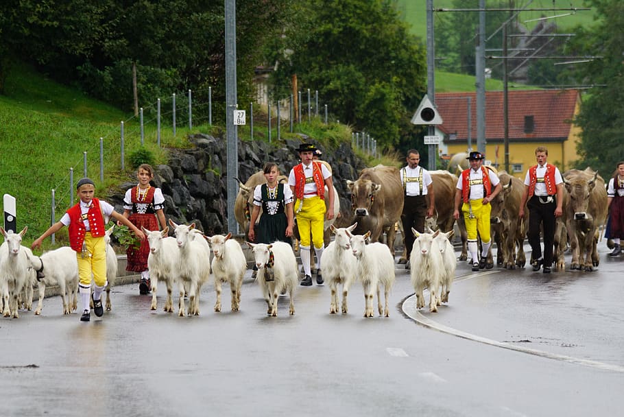 switzerland, appenzell, typical, tradition, désalpe, parade
