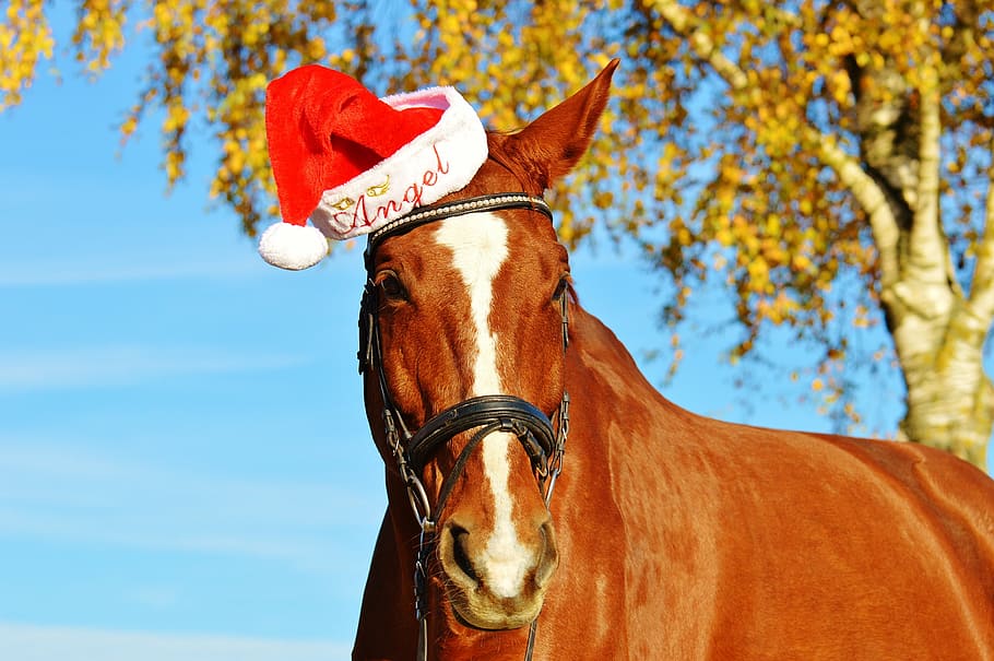 brown horse wearing red and white Angel Christmas hat, santa hat, HD wallpaper