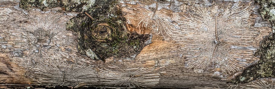 log, dead, nature, forest, tribe, bark, structure, wood, texture HD wallpaper