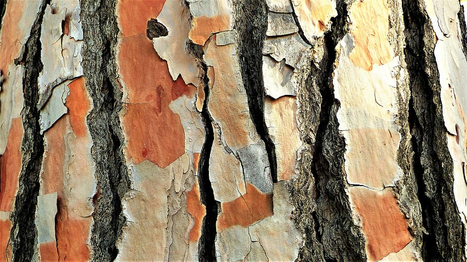 nature, pine, trunk, wallpaper, model, old, bark, colorful HD wallpaper