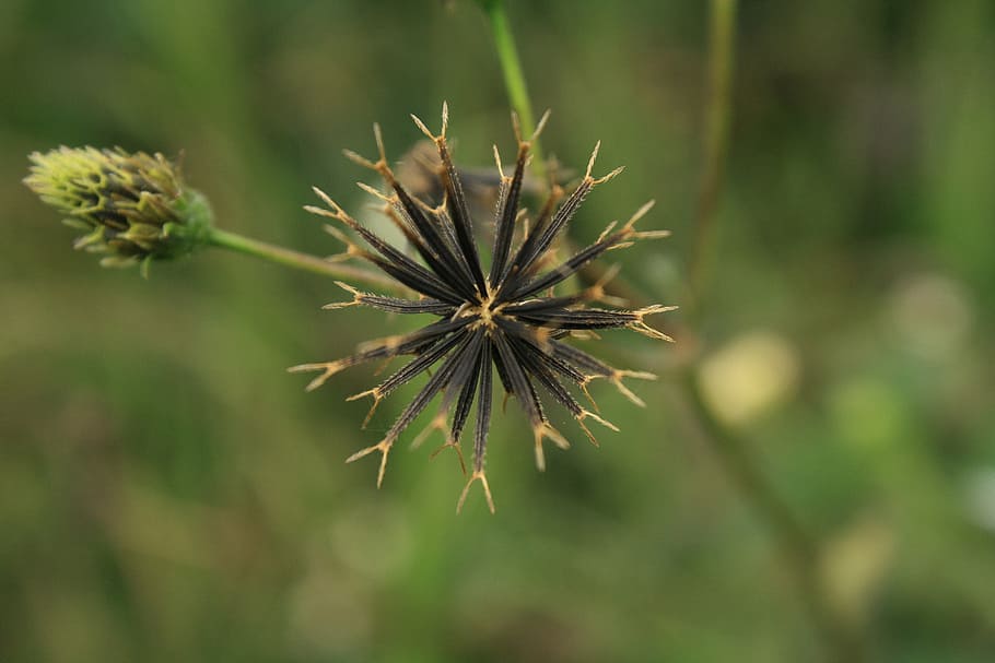 black jack, flower, green, plant, growth, close-up, beauty in nature HD wallpaper