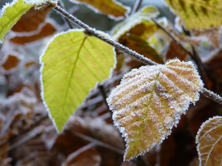 beech, frost, hoarfrost, nature, leaves, cold, winter, frozen HD wallpaper