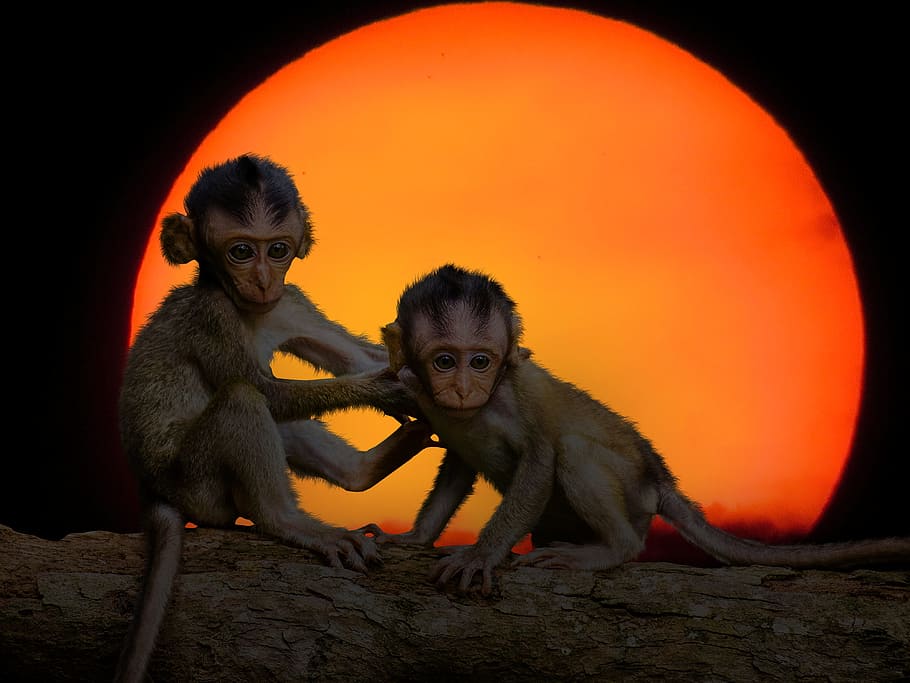 two monkey on tree trunk, nature, animals, ape, sunset, fear, HD wallpaper