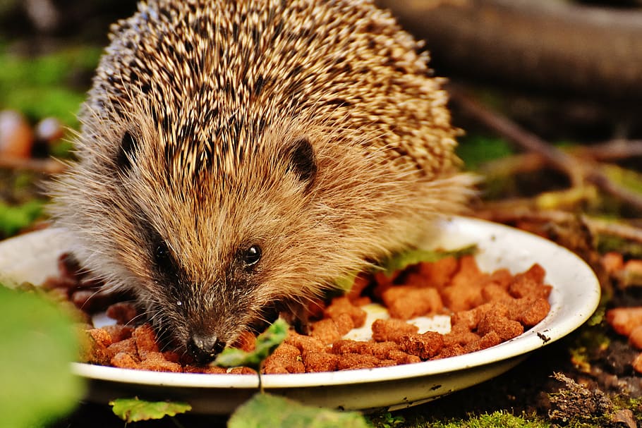 hedgehog child, young hedgehog, animal, spur, nature, garden, HD wallpaper