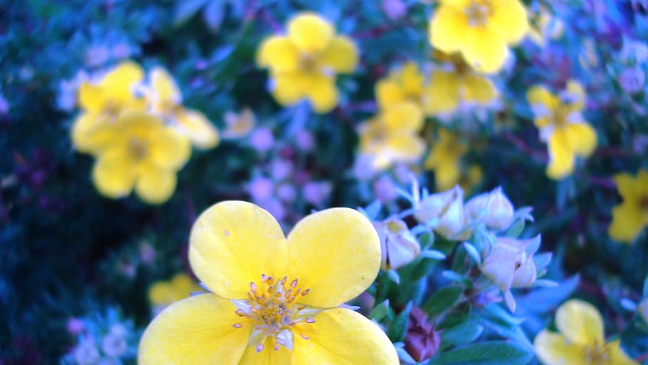 flower, autumn, plant, flowering plant, freshness, yellow, beauty in nature HD wallpaper
