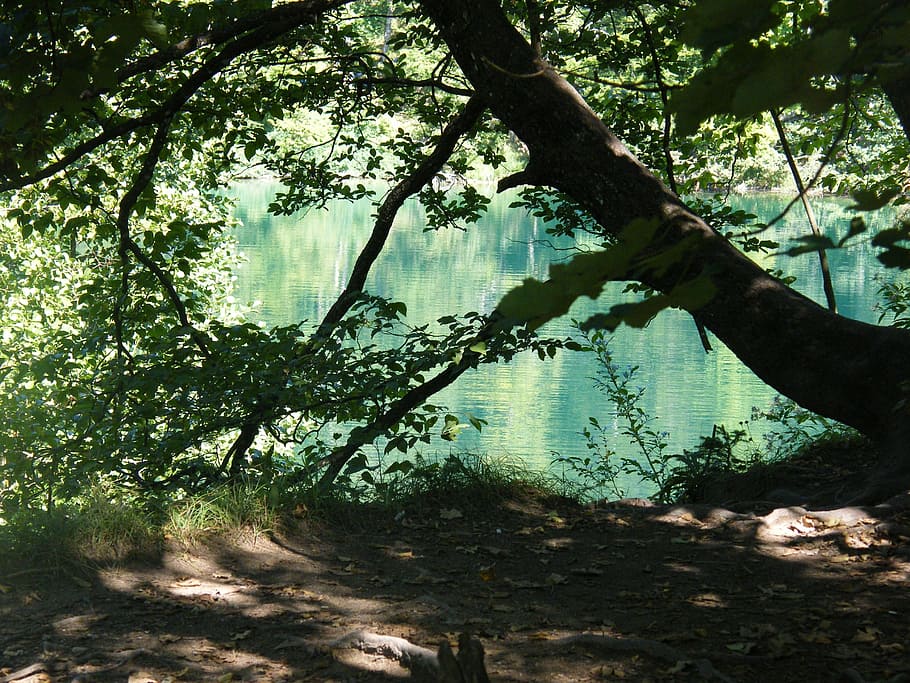 croatia, plittvice, lake, magic, tree, plant, forest, land HD wallpaper
