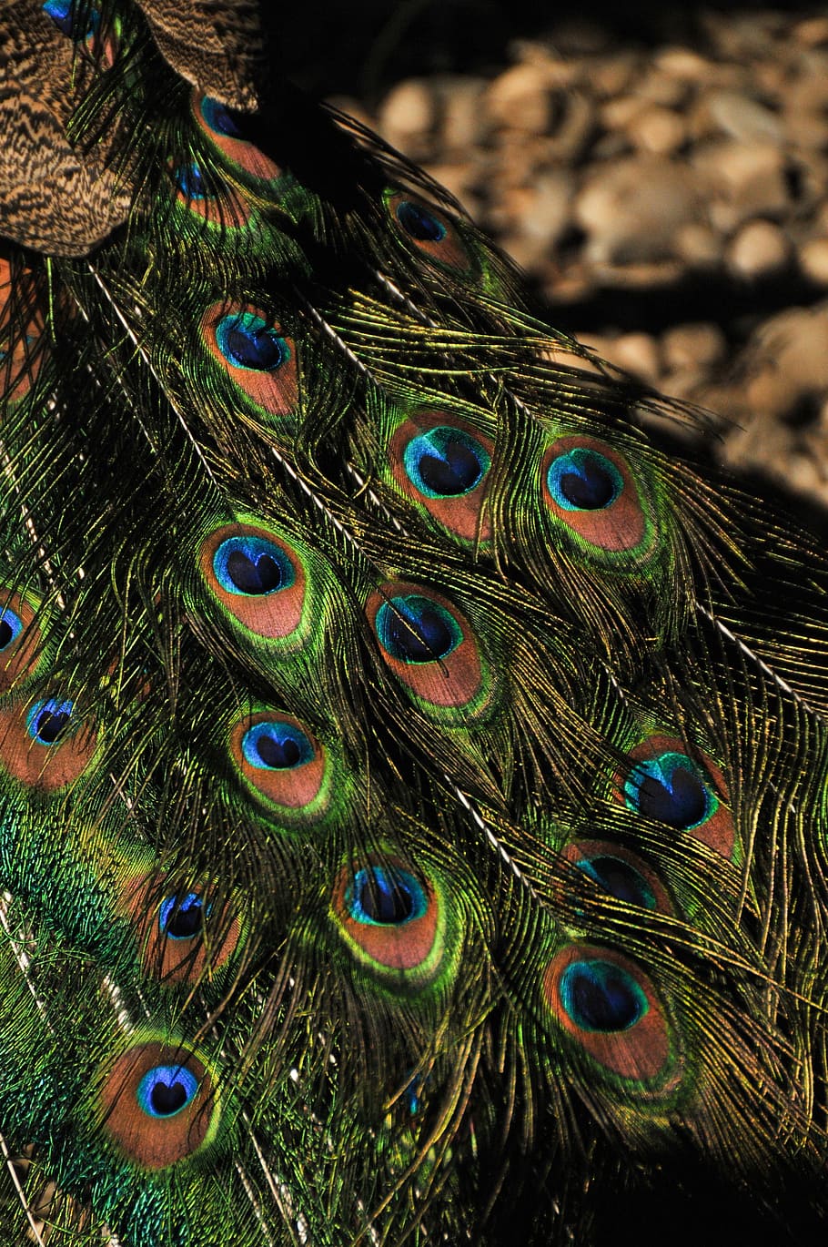 Peacock Feather, Pattern, Tail, Colorful, plumage, exotic, turquoise HD wallpaper