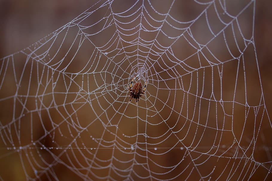 spider, spider web, wet, hooked, place, dew, drops, nature HD wallpaper