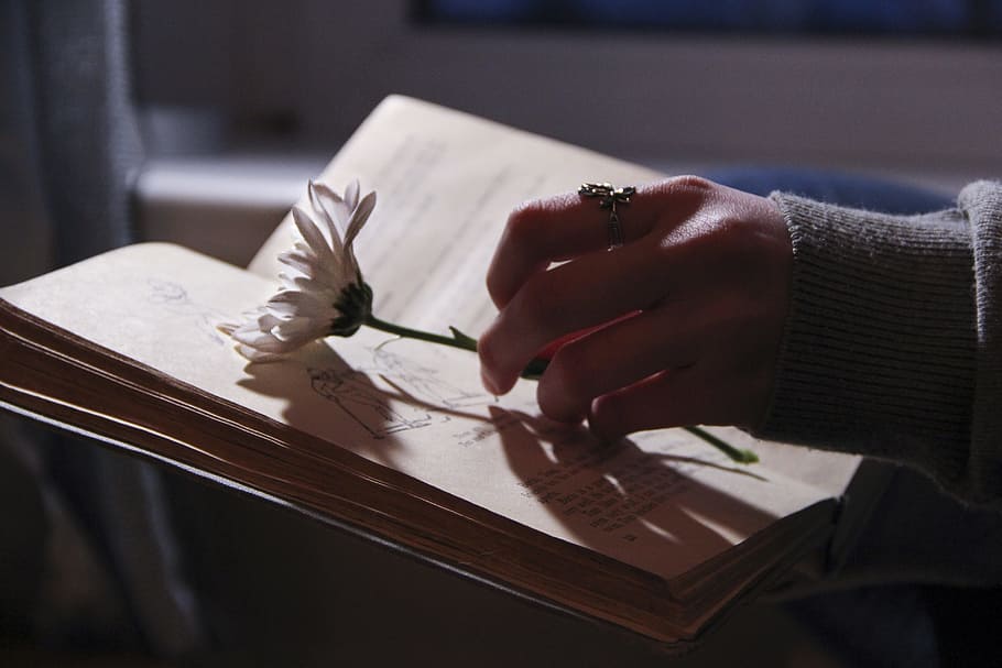 person holding white daisy flower on top of book, darkness, evening, HD wallpaper