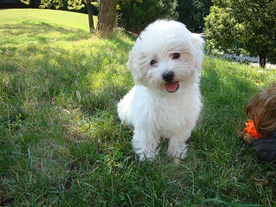 white Maltese puppy, dog, cute, pets, animal, outdoors, grass, HD wallpaper