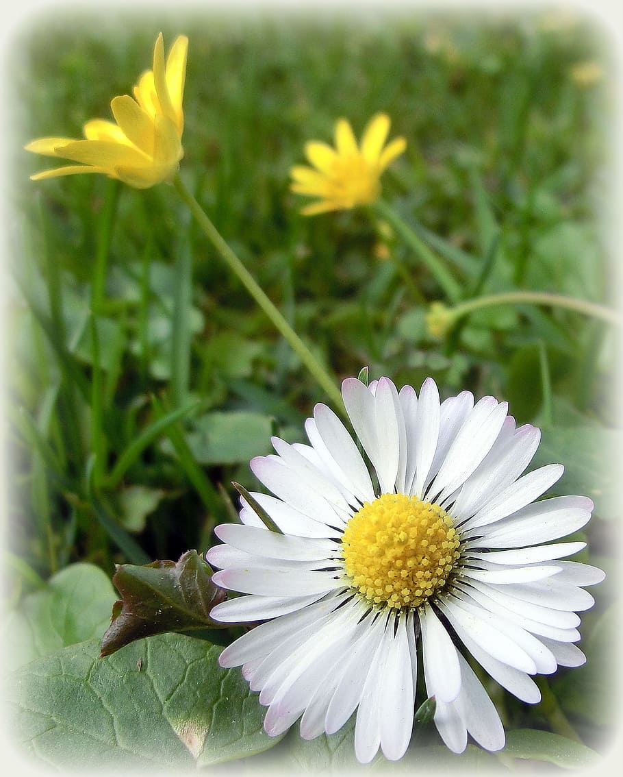 Daisy, Nature, Flower, Spring, Garden, meadow, postkartenmotiv HD wallpaper