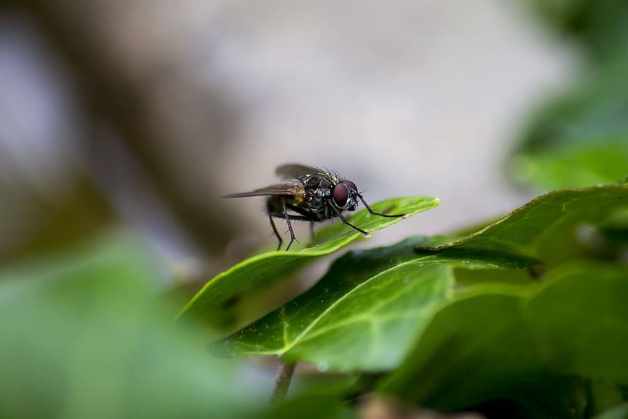 fly, bug, wings, animal, insects, nature, macro, hairy, leaves HD wallpaper