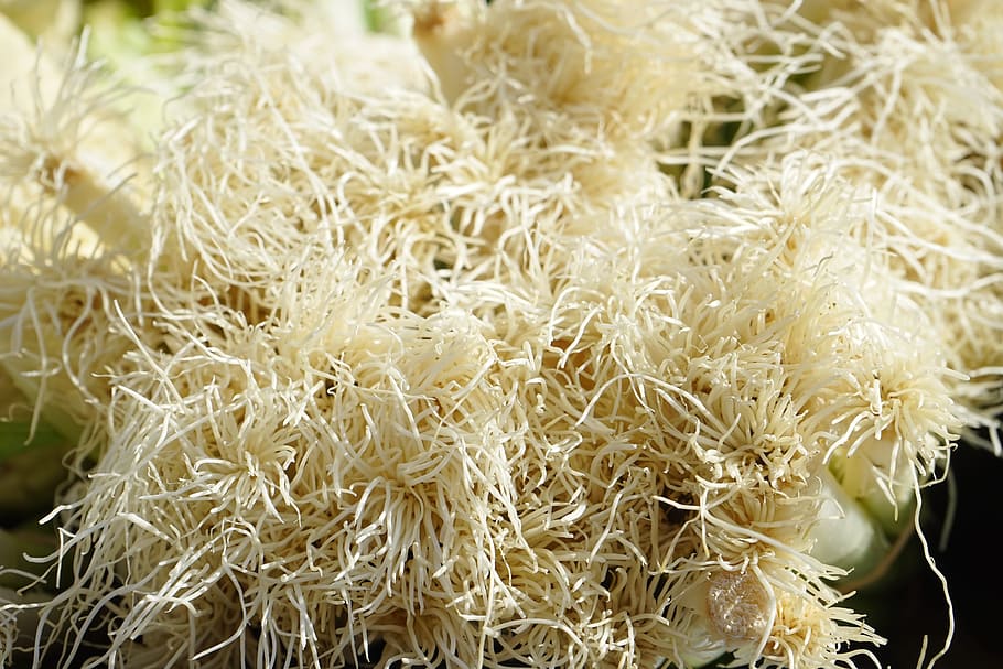 Root, Spring Onions, Vegetables, Crop, plant, winter onion HD wallpaper