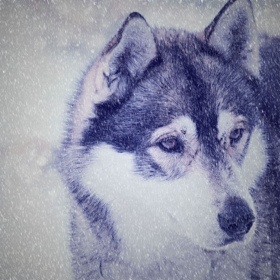 black and white Siberian husky screengrab, dog, face, view HD wallpaper