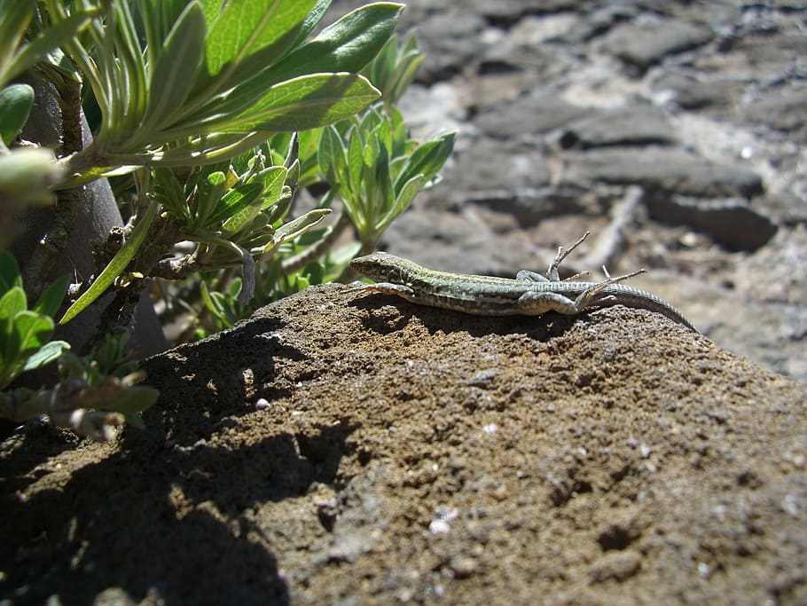 lizard, stone, earth, animal themes, one animal, animal wildlife HD wallpaper