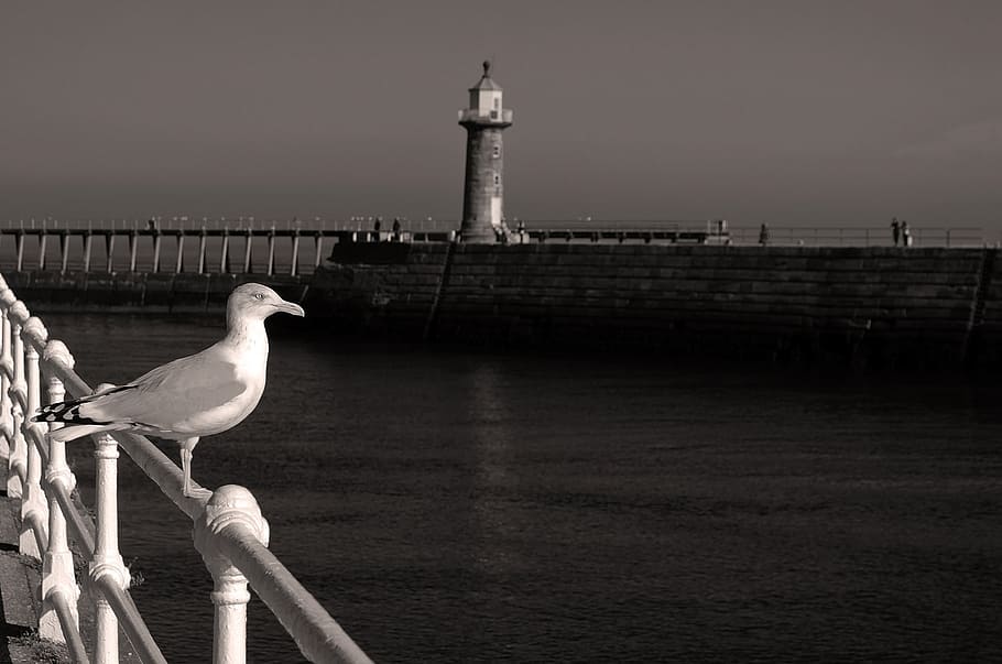 grayscale photo of gull looking at body of water, animals, background HD wallpaper