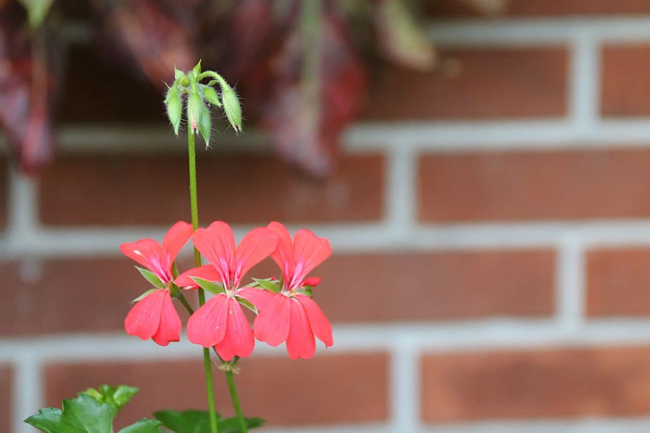flowers, geranium, red, plant, flowering plant, fragility, beauty in nature HD wallpaper