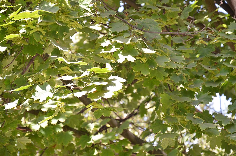 foliage, autumn, trees, plant part, leaf, green color, growth HD wallpaper
