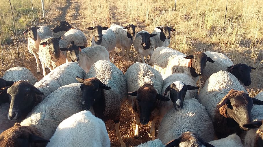 dorper herd, sheep herd, group of animals, animal themes, mammal HD wallpaper