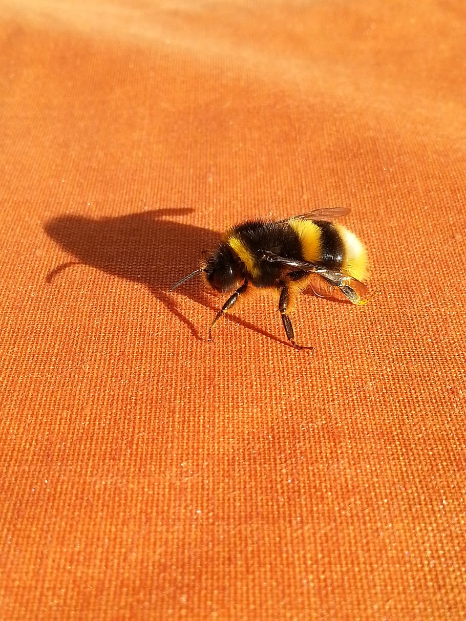 shadow, bumble-bee, orange, insect, finnish, invertebrate, animals in the wild