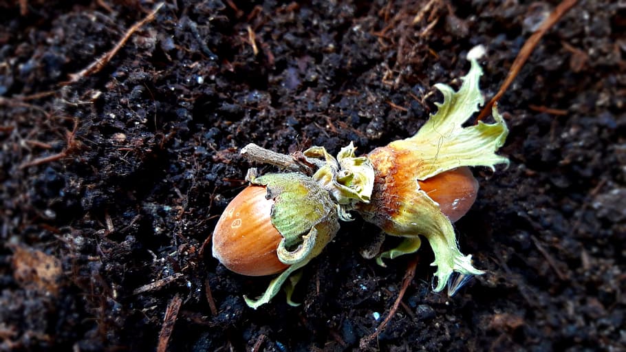 walnut, hazel, hazelnut, earth, nature, close-up, no people HD wallpaper