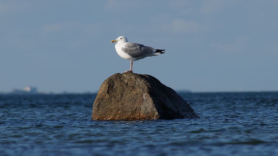 Gull, Sea, Stone, animal wildlife, animals in the wild, one animal HD wallpaper