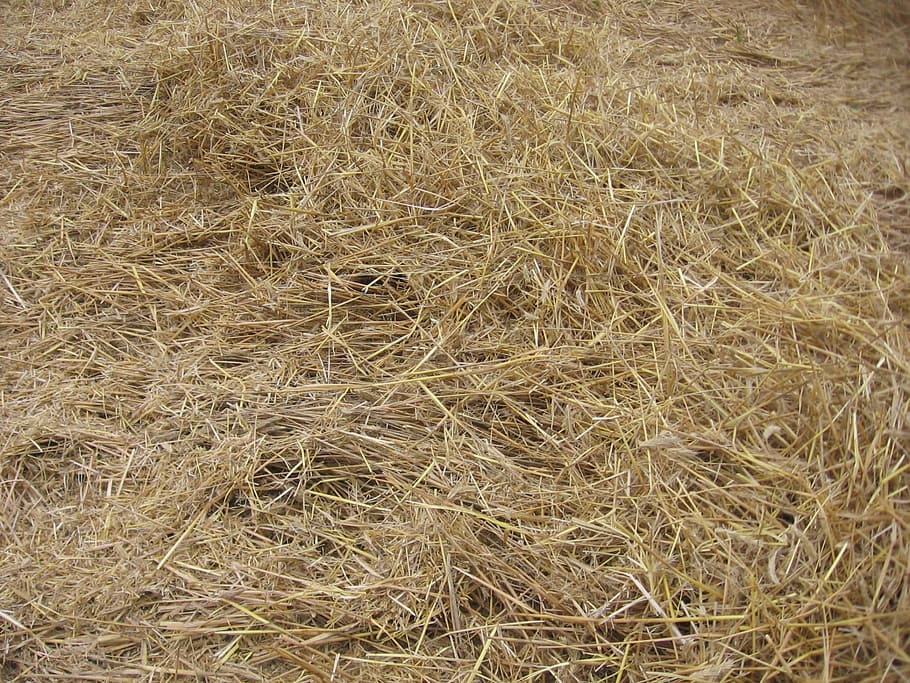 Haystack, Straw, Dry, Field, agriculture, agricultural, nature HD wallpaper