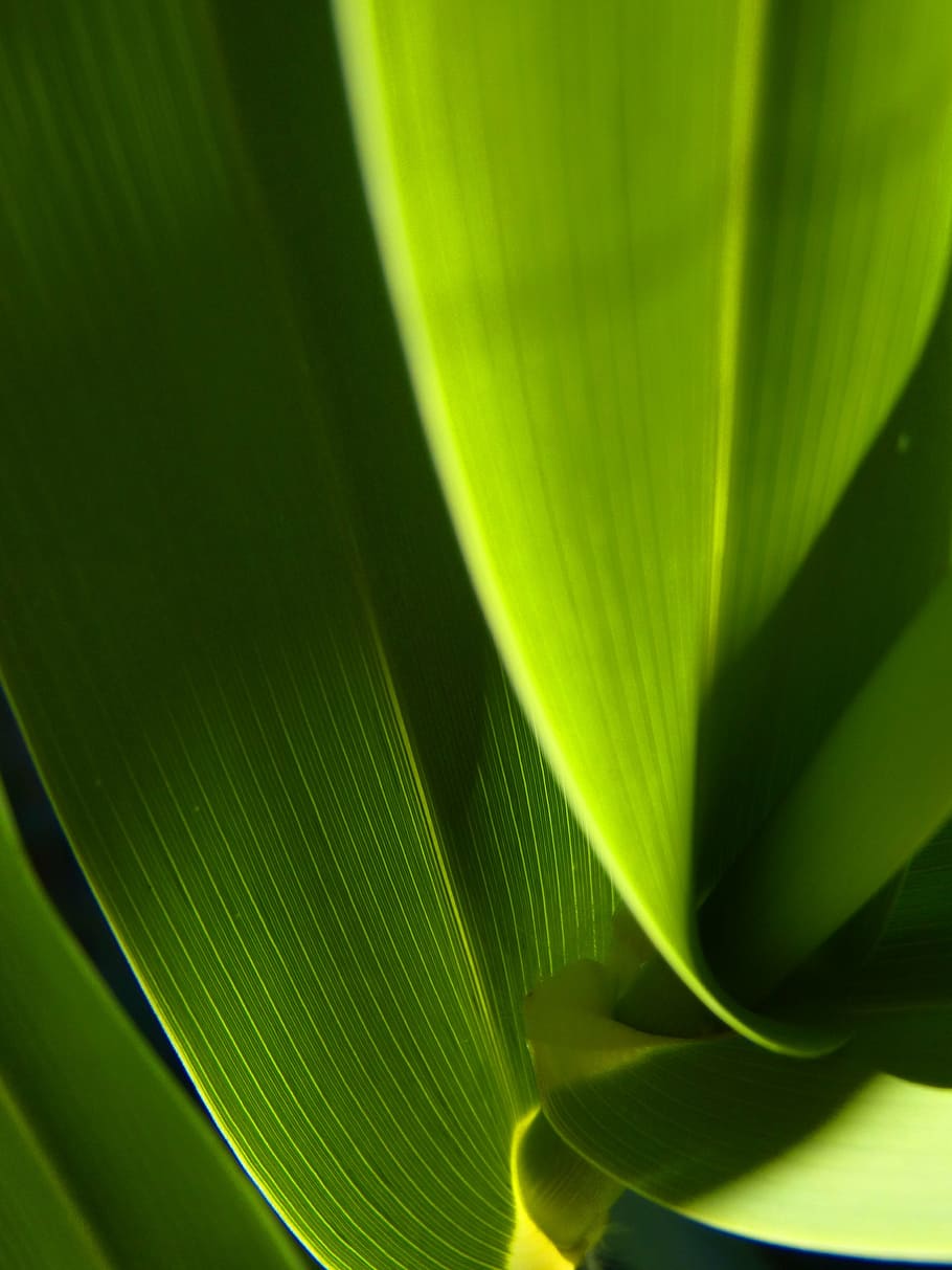 green leafed plant, abstract, texture, contrast, light, green background HD wallpaper